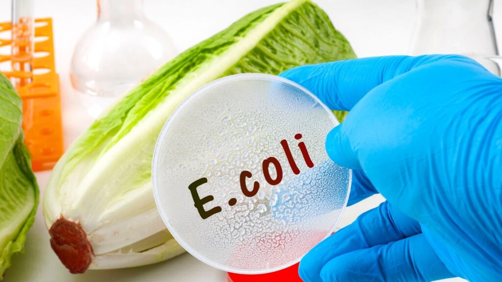 E. coli